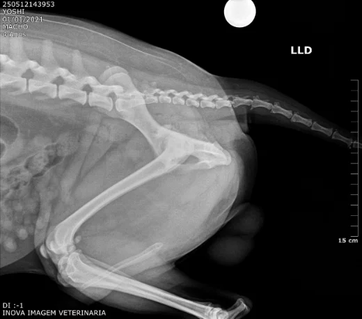 Radiografia lateral do Yoshi