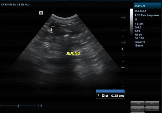 Ultrassom do jejuno do Yoshi