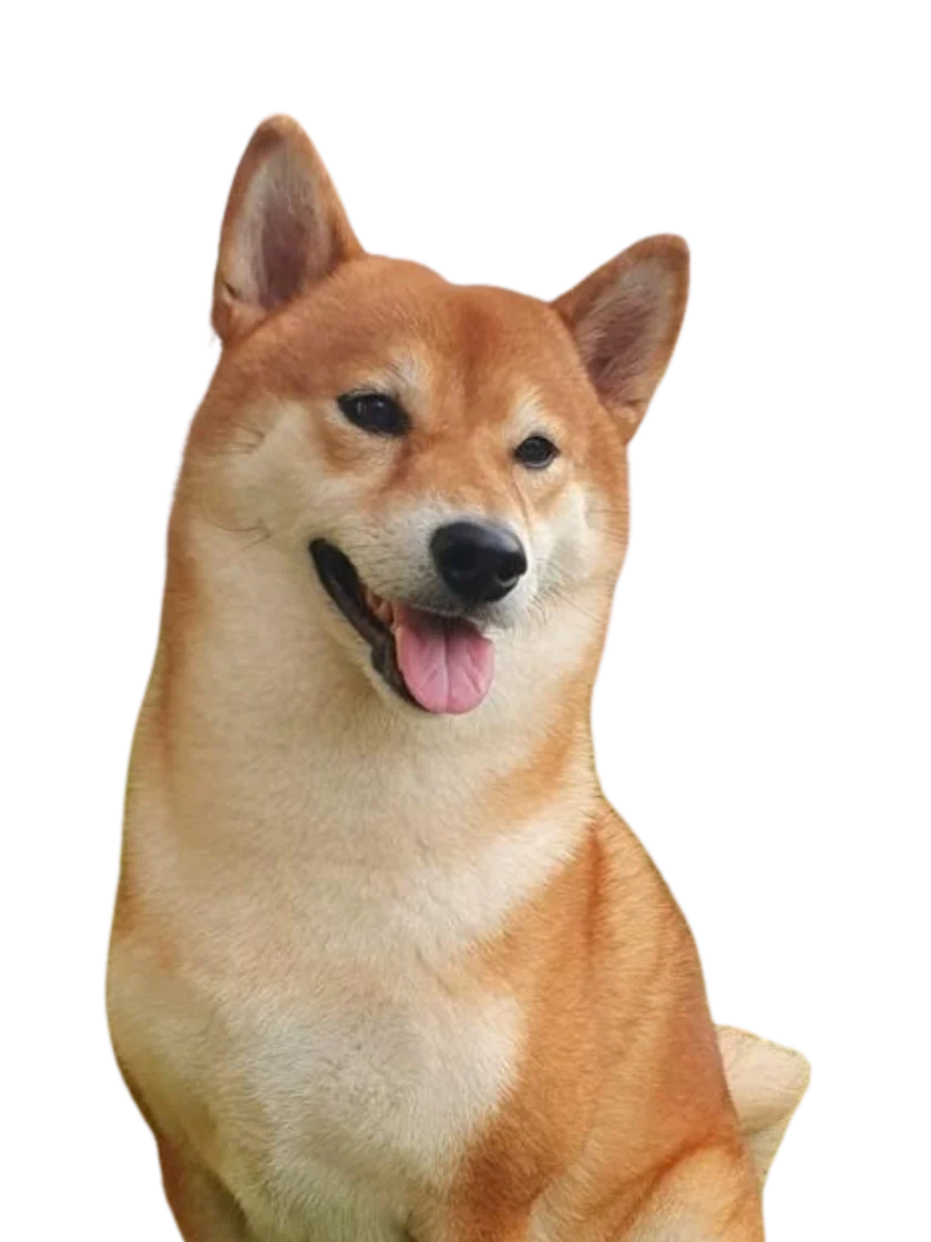 Yoshi, Shiba Inu de 6 anos